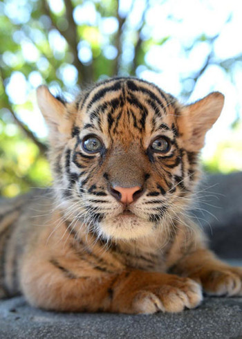 雷霆出击:傀儡游戏