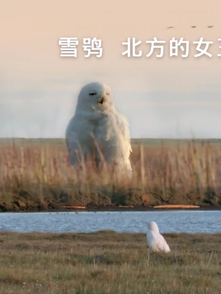 雪鸮:北方的女王